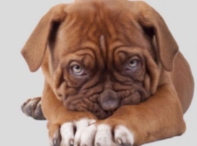 Prostata del cane: i sintomi della malattia. E' importante tenerla sotto stretto controllo